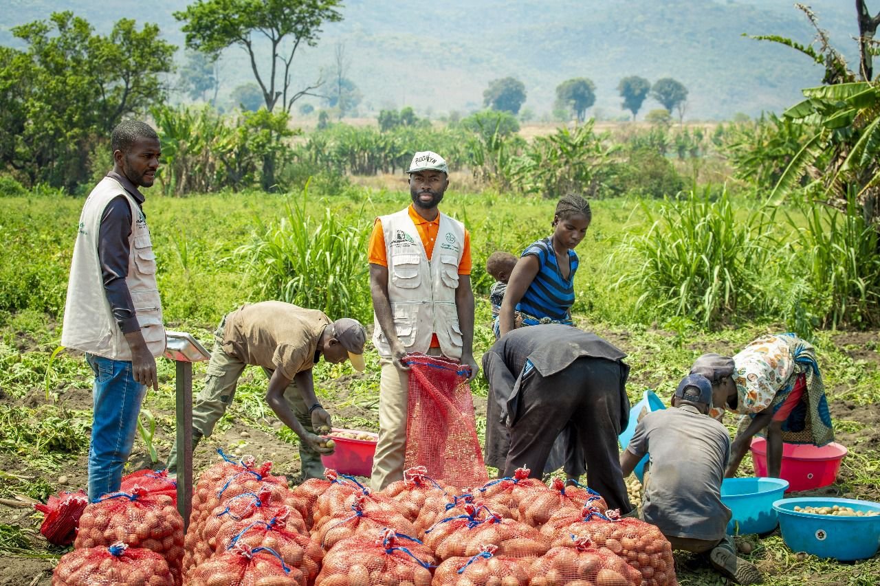 Agricultores do Lépi produzem 265 toneladas de batata-rena com apoio do ...