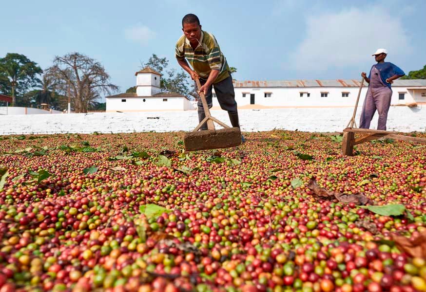 Café dispara quase 10% em duas sessões: escassez global abre janela de oportunidade para a cafeicultura angolana