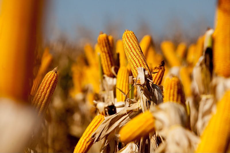 Importadores obrigados a comprar 30% do milho a produtores angolanos